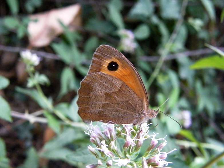 Maniola o Coenonympha?